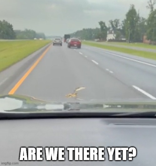 Snake on Car | Are we there yet? | image tagged in snake png | made w/ Imgflip meme maker