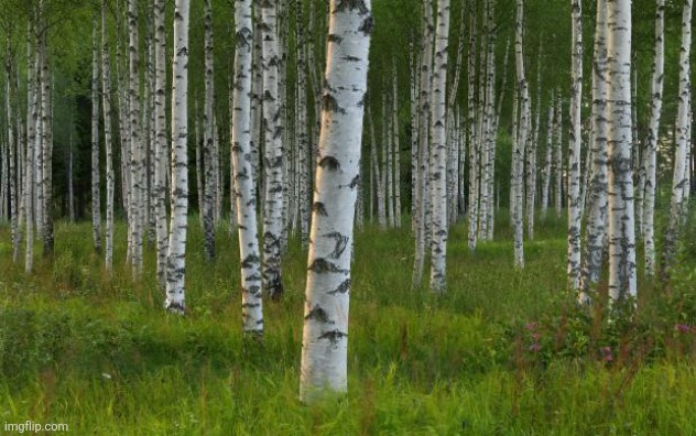 birch trees | image tagged in birch trees | made w/ Imgflip meme maker