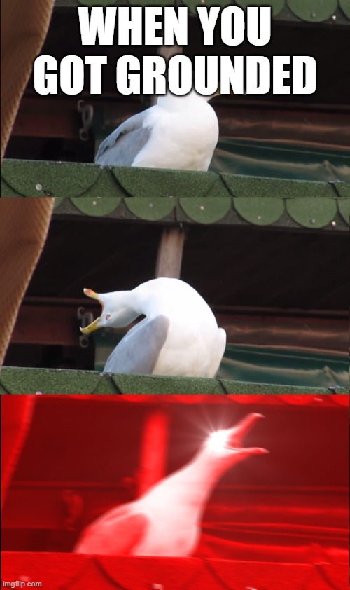 Screaming bird | when you got grounded | image tagged in screaming bird | made w/ Imgflip meme maker