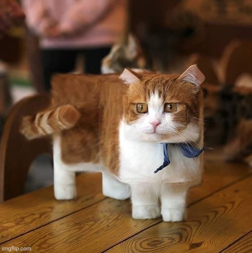 box cat | image tagged in box cat | made w/ Imgflip meme maker