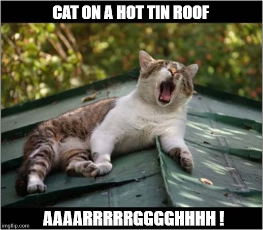 The Play For Today ... | cat on a hot tin roof; aaaarrrrrgggghhhh ! | image tagged in cats,play,hot tin roof,argh | made w/ Imgflip meme maker