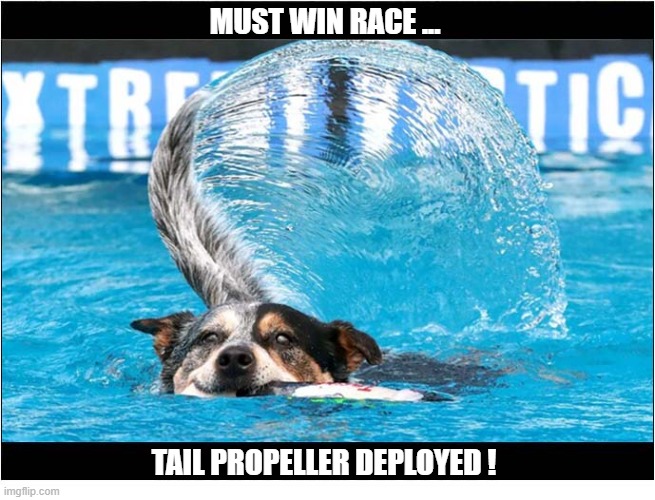 Doggy Swimming Competition | Must Win Race ... Tail Propeller Deployed ! | image tagged in dogs,swimming,race,propeller | made w/ Imgflip meme maker