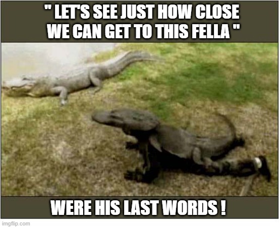 Darwin Award Winner - Wildlife Category | " Let's see just how close
 we can get to this fella "; were his last words ! | image tagged in darwin award,crocodile | made w/ Imgflip meme maker