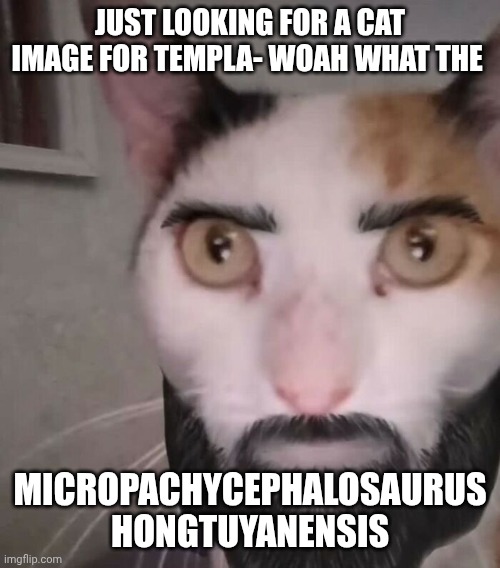 Just looking for a cat image for templa- WOAH WHAT THE; Micropachycephalosaurus hongtuyanensis | image tagged in cjshijju4lc-png__700 jpg | made w/ Imgflip meme maker