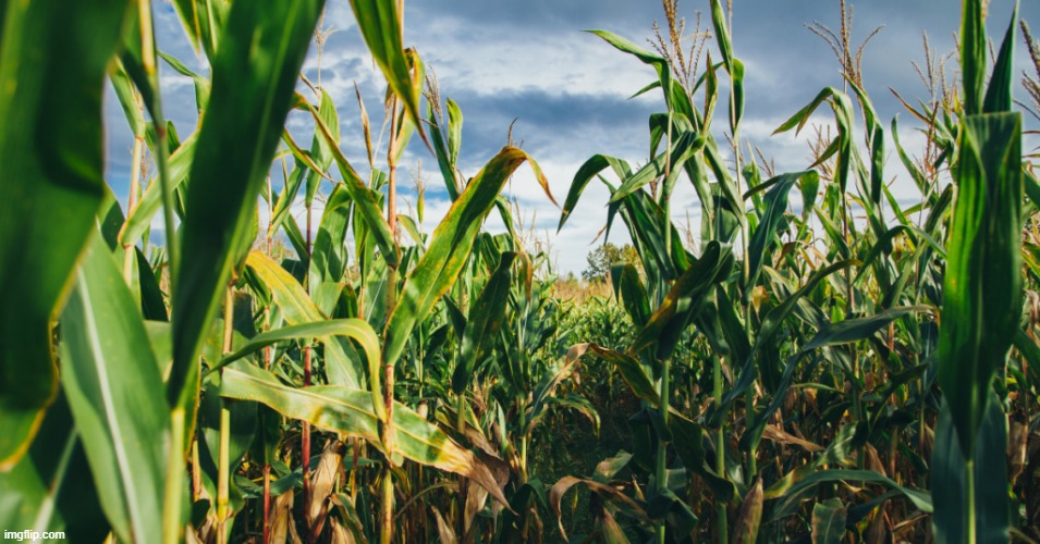 Holy cornfield | image tagged in holy cornfield | made w/ Imgflip meme maker