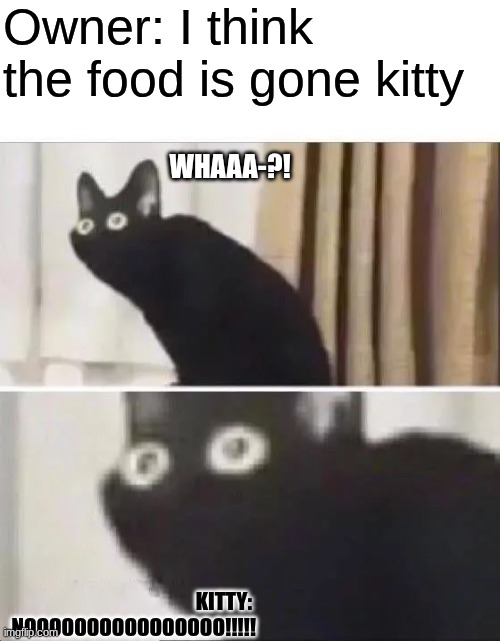 Poor Cat Has No Food | Owner: I think the food is gone kitty; Whaaa-?! Kitty: 
NOOOOOOOOOOOOOOOO!!!!! | image tagged in oh no black cat | made w/ Imgflip meme maker