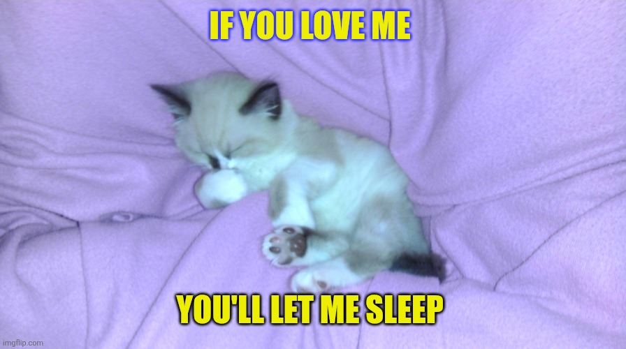 Let me sleep | If you love me; You'll let me sleep | image tagged in cute kitten cat sleeping,cute cat | made w/ Imgflip meme maker