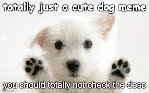 a very normal cute dog picture | totally just a cute dog meme; join msmemergroup.com dont be a bitch; you should totally not check the desc | image tagged in cute dog | made w/ Imgflip meme maker