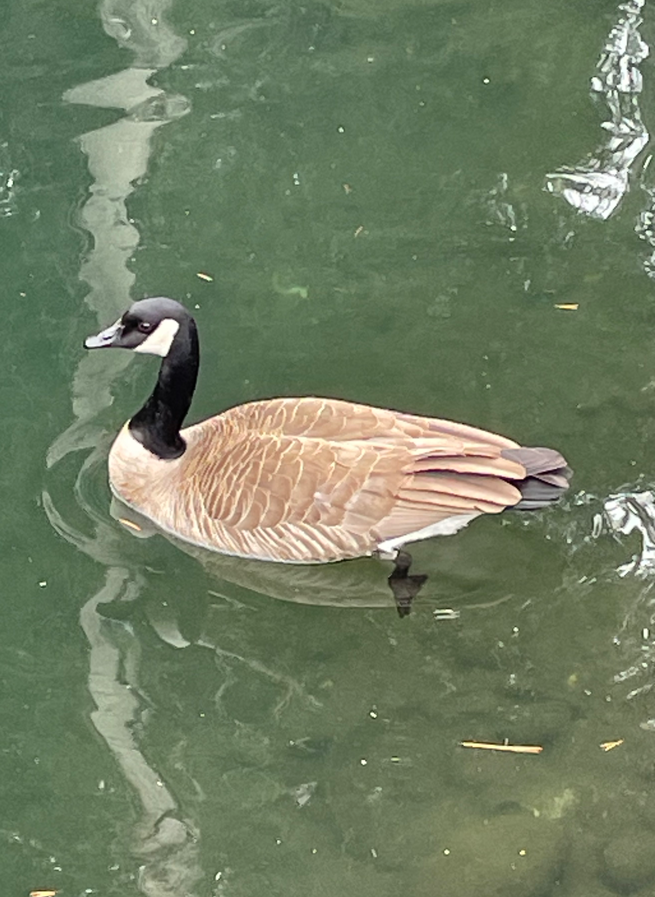 High Quality Goose Blank Meme Template