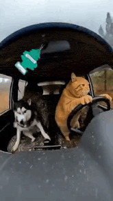 cat driving husky Blank Meme Template