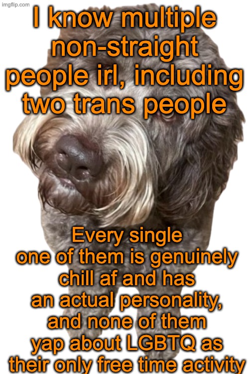 This just proves how people act more like cucks online than irl | I know multiple non-straight people irl, including two trans people; Every single one of them is genuinely chill af and has an actual personality, and none of them yap about LGBTQ as their only free time activity | image tagged in northers dog transparent | made w/ Imgflip meme maker