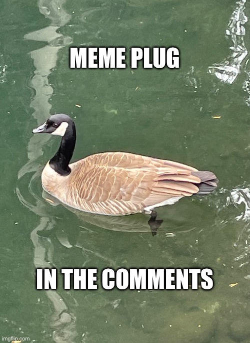 My first ever meme plug | Meme plug; In the comments | image tagged in goose,meme plug | made w/ Imgflip meme maker