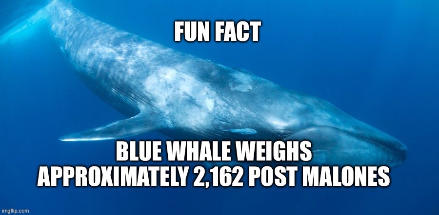Random whale fact | image tagged in memes,animals,educational | made w/ Imgflip meme maker