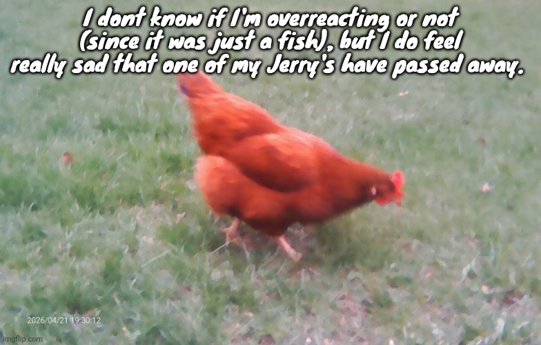 I'll probably be in a better mood soon. | I dont know if I'm overreacting or not (since it was just a fish), but I do feel really sad that one of my Jerry's have passed away. | image tagged in 2026-04-21-19-30-12 jpg | made w/ Imgflip meme maker