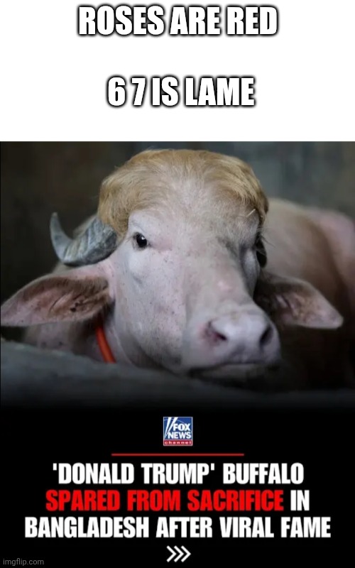 Important breaking news! | Roses are red
 
 6 7 is lame | image tagged in blank white template,buffalo,donald trump | made w/ Imgflip meme maker