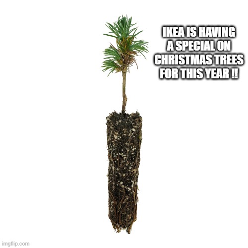 IKEA is having a special on Christmas trees for this December !!   --  funny  -- | ikea is having a special on Christmas trees for this year !! | image tagged in funny,humor,ikea,christmas,christmas tree,play on words | made w/ Imgflip meme maker