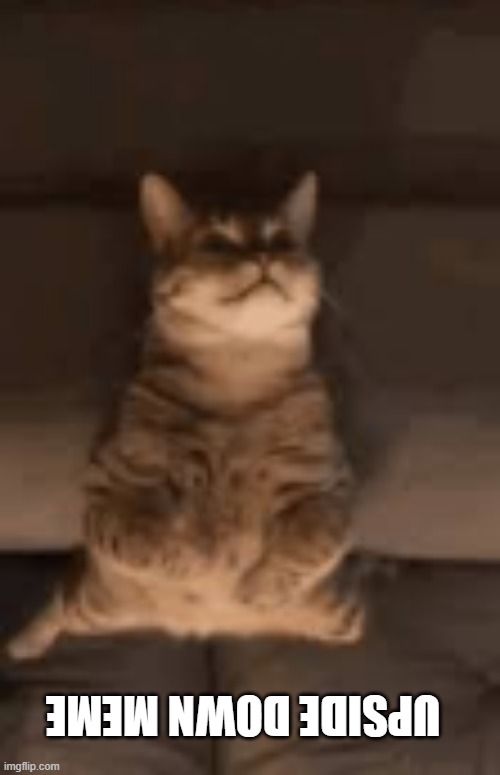 what. | upside down meme | image tagged in what,upside-down,upside down,cat,stupid,excuse me what the heck | made w/ Imgflip meme maker