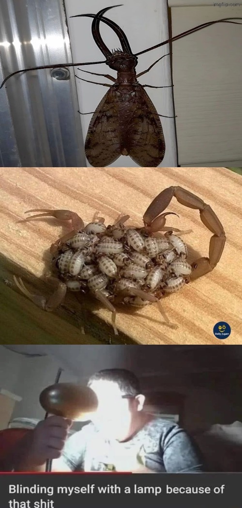 Nightmare Fuel | image tagged in beyond cursed,nightmare fuel,scorpion,babies,blinding myself with a lamp because of that sh t,moth | made w/ Imgflip meme maker