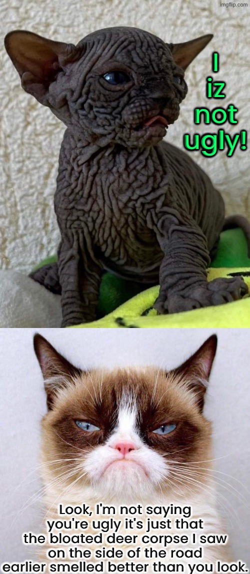 Look, I'm Not Saying... | I iz not ugly! Look, I'm not saying you're ugly it's just that the bloated deer corpse I saw on the side of the road earlier smelled better than you look. | image tagged in cats,funny cats,grumpy cat,grumpy cat insults,just sayin',ugly | made w/ Imgflip meme maker