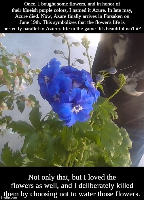I recreated the Two-Time lore with a pair of flowers I got irl | Once, I bought some flowers, and in honor of their blueish purple colors, I named it Azure. In late may, Azure died. Now, Azure finally arrives in Forsaken on June 19th. This symbolizes that the flower's life is perfectly parallel to Azure's life in the game. It's beautiful isn't it? Not only that, but I loved the flowers as well, and I deliberately killed them by choosing not to water those flowers. | image tagged in img_20260404_143646 jpg | made w/ Imgflip meme maker