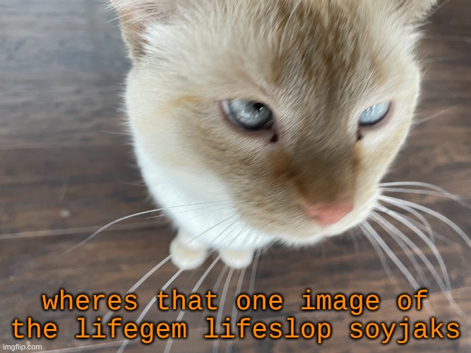 Cheze's Cat | wheres that one image of the lifegem lifeslop soyjaks | image tagged in cheze's cat | made w/ Imgflip meme maker
