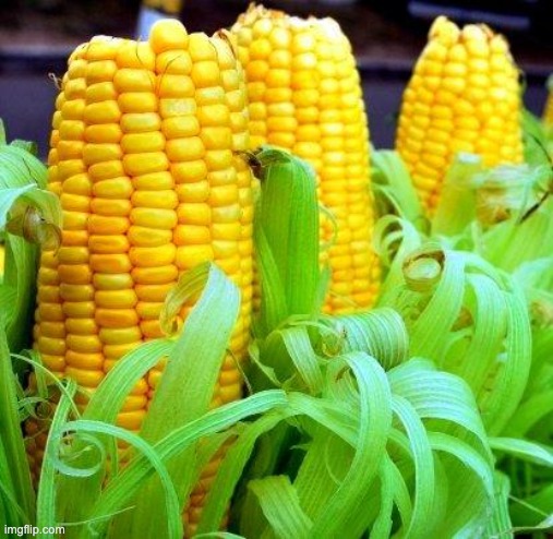 image tagged in corn meme | made w/ Imgflip meme maker