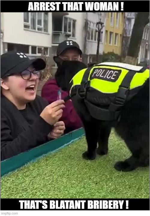 A Police Cat On Duty | Arrest that woman ! that's blatant bribery ! | image tagged in cats,police,arrest,bribery | made w/ Imgflip meme maker