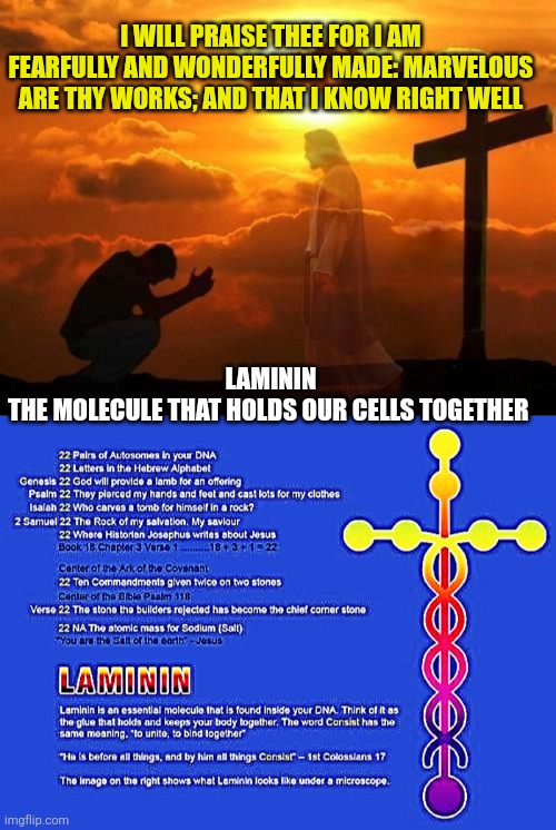 I will praise thee for I am fearfully and wonderfully made: marvelous are thy works; and that I know right well; Laminin
The molecule that holds our cells together | image tagged in kneeling man,laminin | made w/ Imgflip meme maker