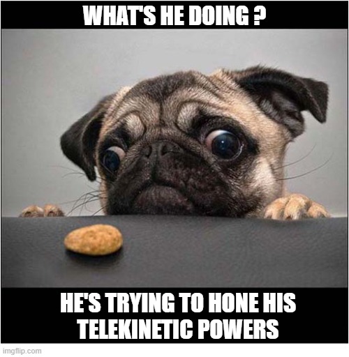 A Pug With A Purpose ! | What's He Doing ? he's Trying To Hone His
Telekinetic Powers | image tagged in dogs,pug,biscuits,telekinesis | made w/ Imgflip meme maker