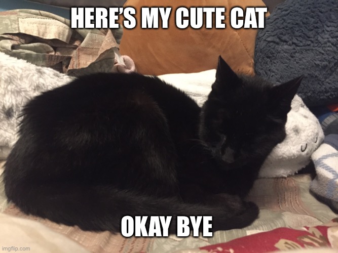 I’m not coming back for a while | Here’s my cute cat; Okay bye | image tagged in 0984ddf7-a5e0-441a-b6e5-6586b94ae62a jpeg | made w/ Imgflip meme maker
