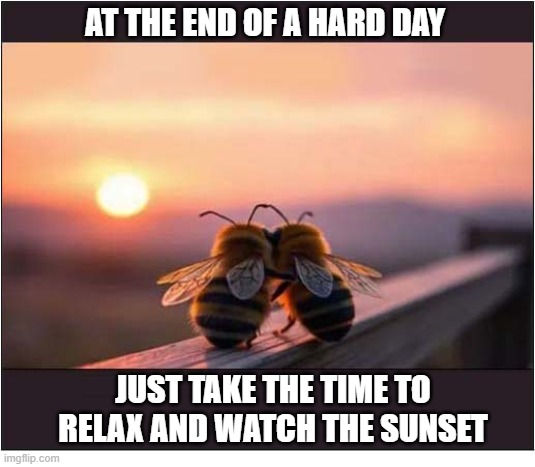 Just Some Bee Advice | at the end of a hard day; Just take the time To Relax and watch the sunset | image tagged in bees,advice,relax,sunset | made w/ Imgflip meme maker