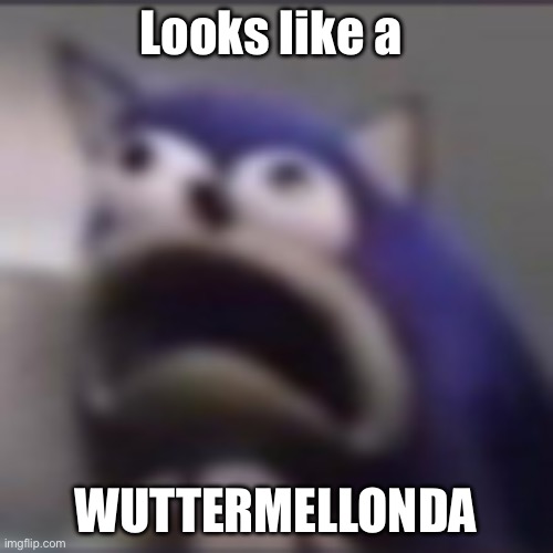 distress | Looks like a Wuttermellonda | image tagged in distress | made w/ Imgflip meme maker