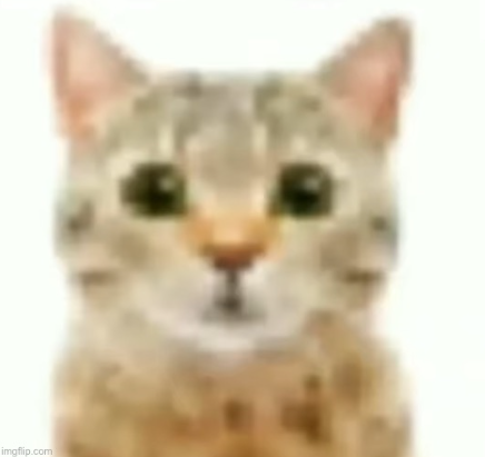 cat stare Blank Meme Template