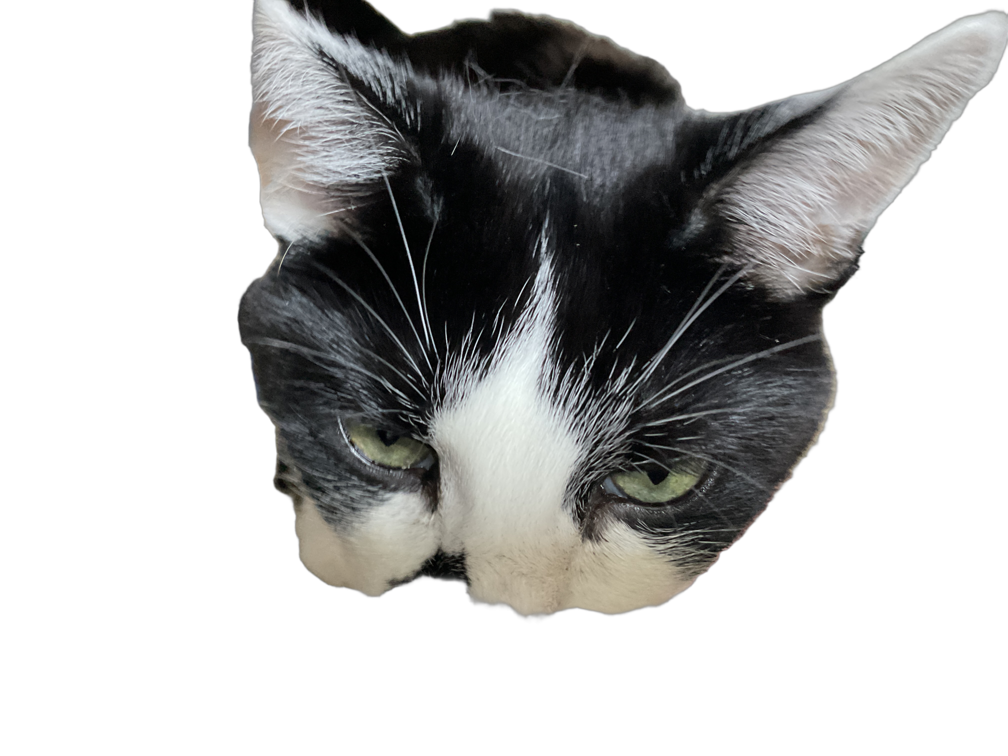 Macy popping her head over Blank Meme Template