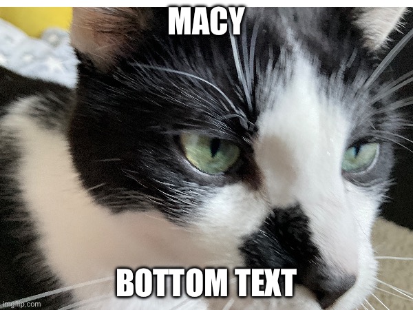 Macy; Bottom text | image tagged in macy | made w/ Imgflip meme maker