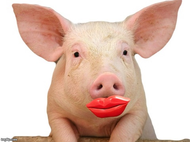 PIG IN LIPSTICK | image tagged in pig in lipstick | made w/ Imgflip meme maker
