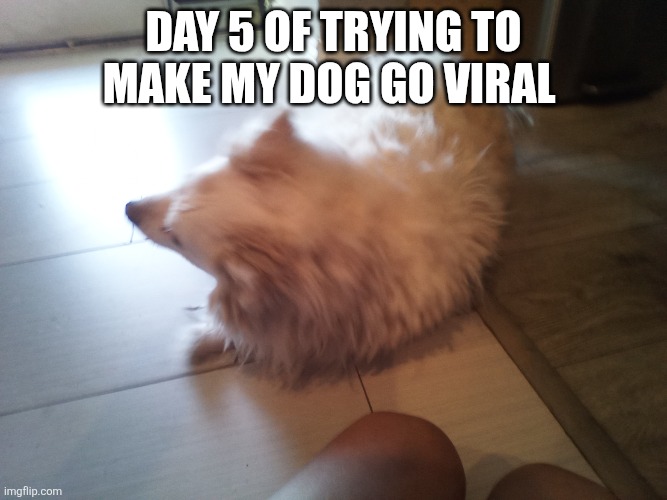 Hi | Day 5 of trying to make my dog go viral | image tagged in img_20260522_170921_313 jpg | made w/ Imgflip meme maker