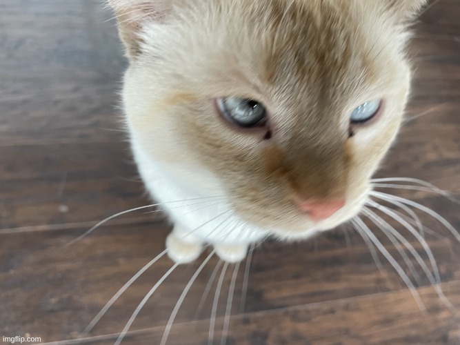 ask me anything | image tagged in cheze's cat | made w/ Imgflip meme maker