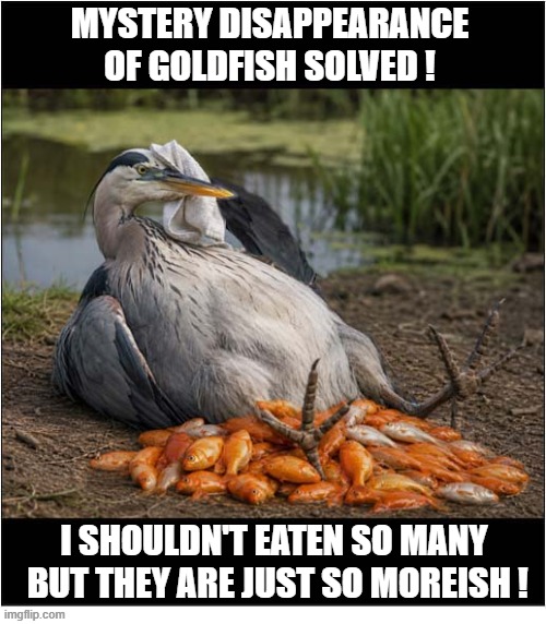 Culprit Caught On Camera ! | Mystery Disappearance Of Goldfish Solved ! I Shouldn't Eaten so many
 But They Are just so Moreish ! | image tagged in mystery,disappearance,heron,goldfish,moreish,ai | made w/ Imgflip meme maker