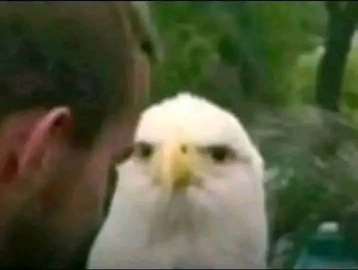 Judging Eagle Blank Meme Template