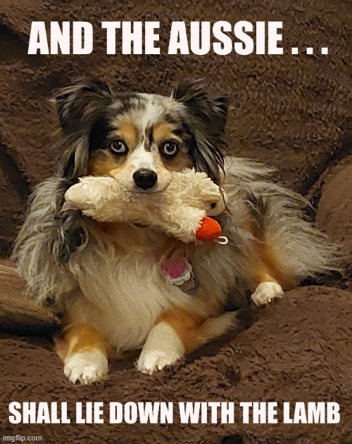 And The Aussie Will Lie Down with the Lamb.jpg | image tagged in and the aussie will lie down with the lamb jpg | made w/ Imgflip meme maker