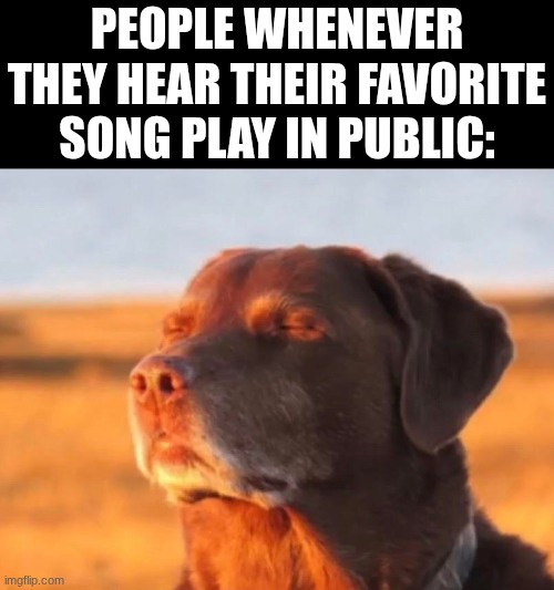 Daft Punk, Rihana, Imagine Dragons, Depeche Mode, etc...... you guess it... | people whenever they hear their favorite song play in public: | image tagged in dog accepting fate,song,public | made w/ Imgflip meme maker