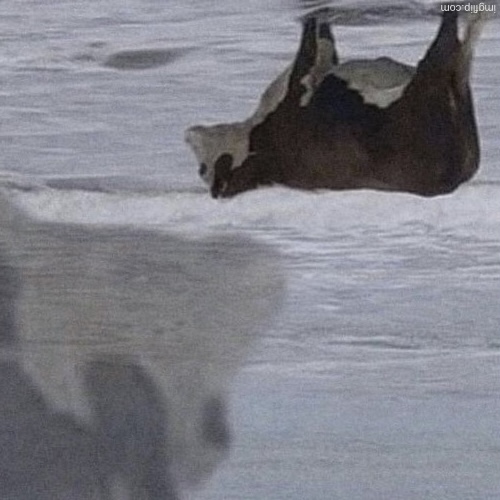 Upside down cow Blank Meme Template