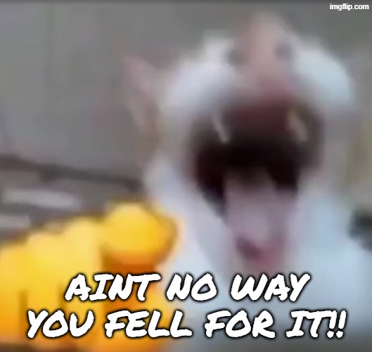 Cat pointing and laughing | AINT NO WAY YOU FELL FOR IT!! | image tagged in cat pointing and laughing | made w/ Imgflip meme maker