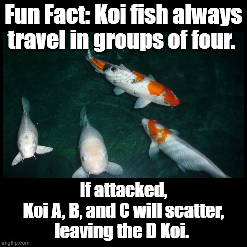 D Koi | Fun Fact: Koi fish always travel in groups of four. If attacked,
Koi A, B, and C will scatter,
leaving the D Koi. | image tagged in black square,fish,puns | made w/ Imgflip meme maker