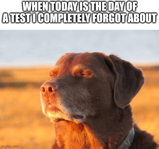Don't look at the tags | When today is the day of a test I completely forgot about | image tagged in cooked dog,memes,never gonna give you up,never gonna let you down,never gonna run around,and desert you | made w/ Imgflip meme maker