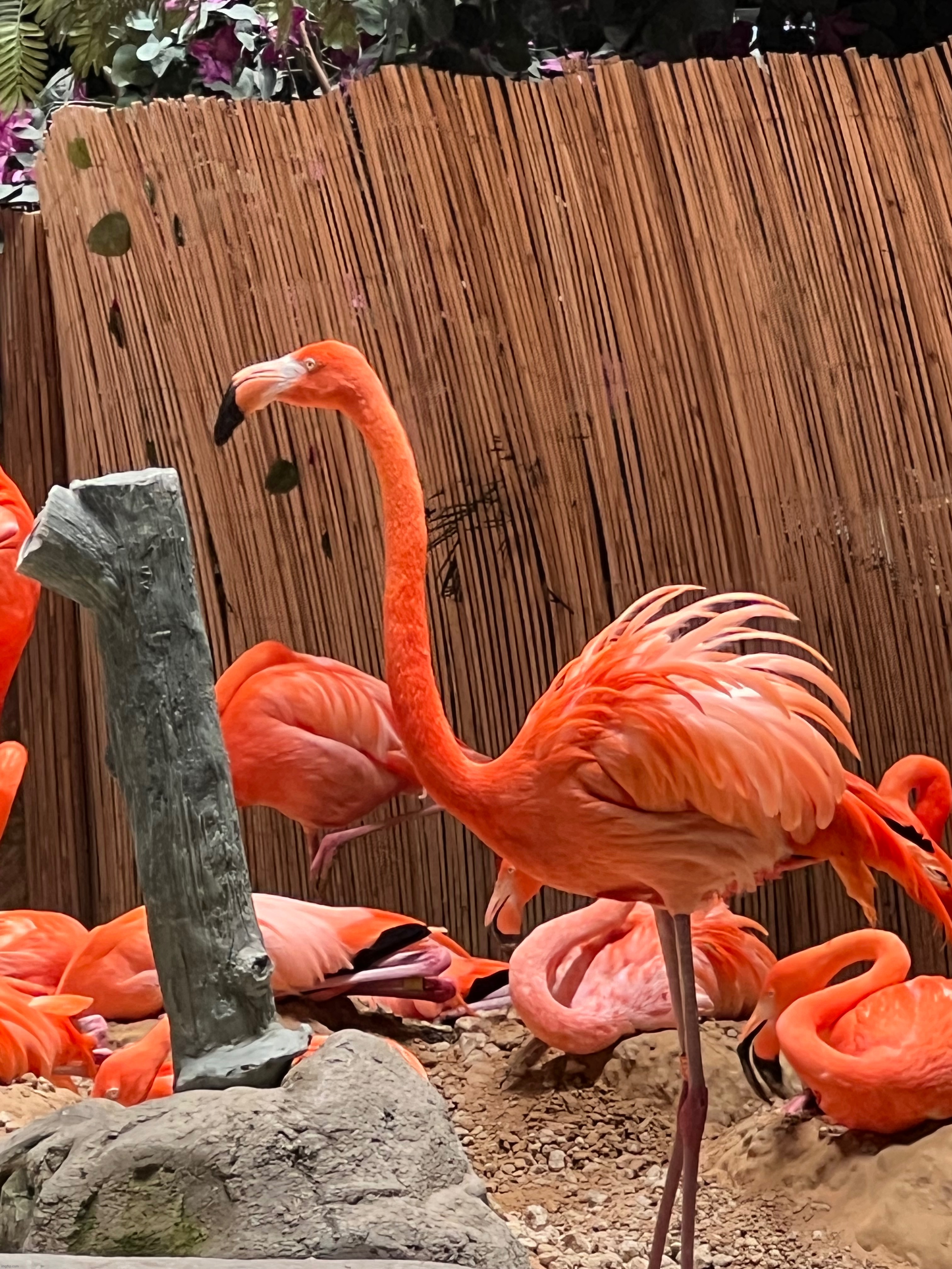 Flamingo | made w/ Imgflip meme maker