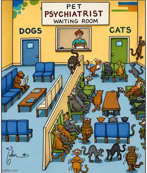 Reality check | image tagged in cats,dogs,who let the dogs out,when you realize,pet humor | made w/ Imgflip meme maker