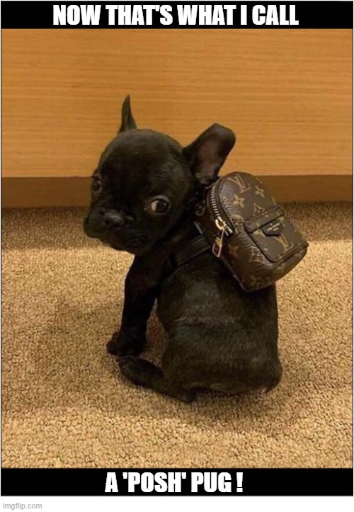 Louis Vuitton Luggage ... | now that's what i call; A 'Posh' Pug ! | image tagged in dogs,pug,louis vuitton,posh | made w/ Imgflip meme maker