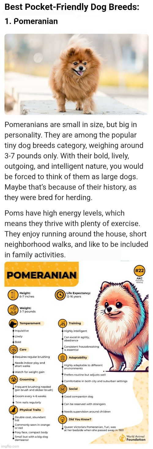 Pomeranians are the best! | image tagged in screenshot_20260530_115733_chrome jpg,small,dogs,pomeranian | made w/ Imgflip meme maker